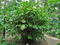 Arenga caudata - palmier nain multipliant exotique de mi-ombre 2m